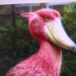 Meet your Posher, Vee